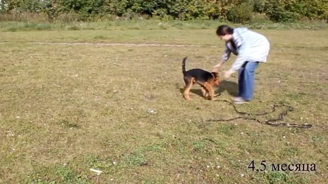 Игра с собакой. Взросление щенка с 4 месяцев до 2 лет. смотреть онлайн