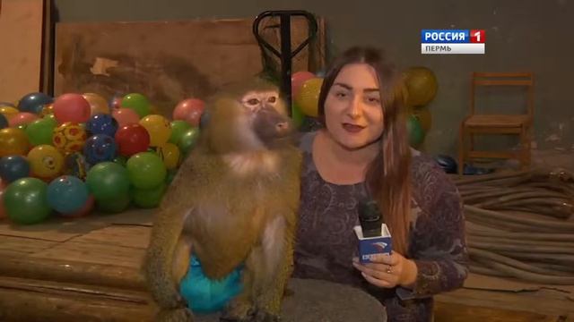 В Пермском цирке состоится премьера водного шоу Новогодняя елка - «Цирк на воде» смотреть онлайн
