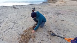 Пляжный КОП с Minelab VANQUISH 440...Быстрый КОП...Выбитый пляж