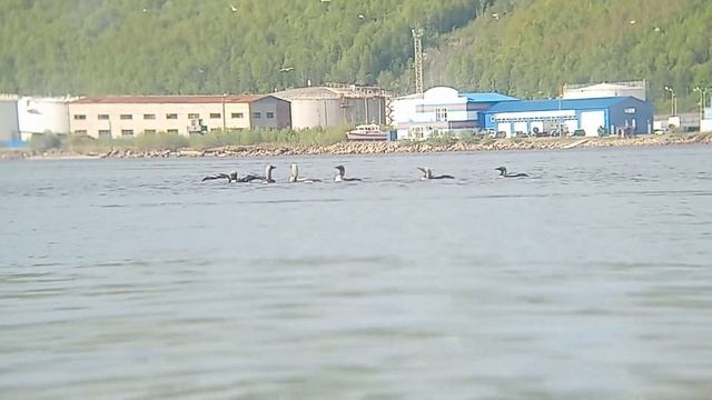 Птицы Заполярья. Весенний массовый прилёт смотреть онлайн