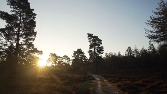 Медвежонок просил рыбу у рыбака и относил её своей раненой матери смотреть онлайн