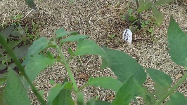 Обзор сортовых томатов в новой теплице Опять непогода и перцы в открытом грунте под спандбондом смотреть онлайн