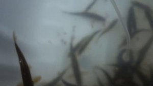 Как хранить живца в домашних условиях