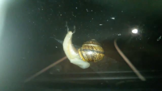 Танцующая улитка смотреть онлайн