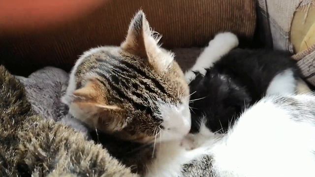 Дуся стала мамой! И ее заботы)) смотреть онлайн