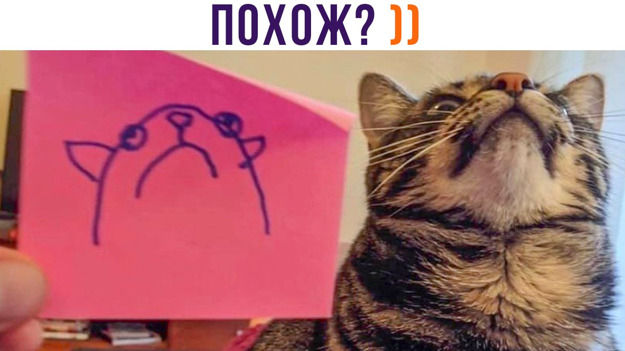 ПОХОЖ? ))) | Приколы с котами | Мемозг 1308 смотреть онлайн