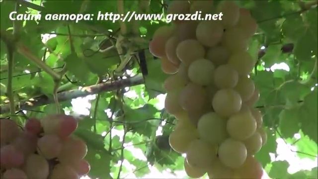 Сорт винограда: София смотреть онлайн