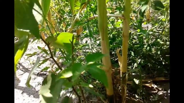 Прививка персика черенком. смотреть онлайн