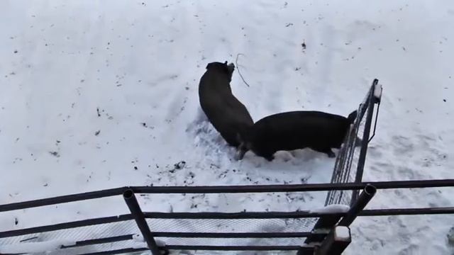 Репортаж - Открытие вольера в приюте для диких животных "Дом Айболита" парка Самарская лука смотреть онлайн