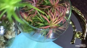 Тилландсия -Чудо Цветок! Уход,Размножение.