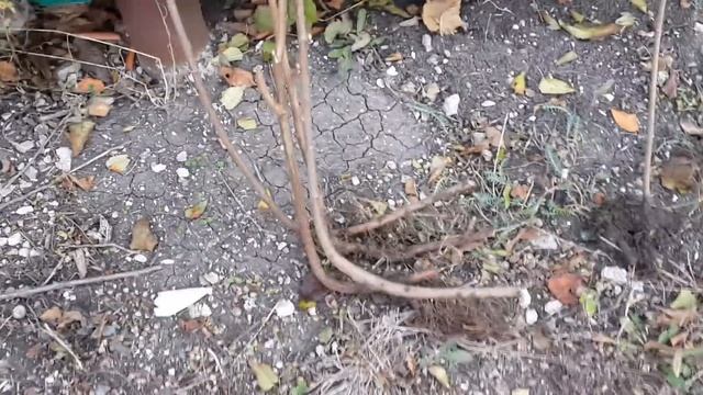 Фундук Трапезунд будет расти в Азербайджане. смотреть онлайн