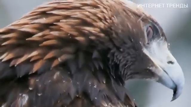 50 Сумасшедших Битв Животных, с Невероятным Исходом! Битвы Животных!  Сняты на Камеру!