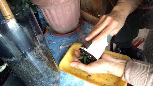 156. #3 Мандрагора, Пересадка , Растениям 2 Месяца! смотреть онлайн