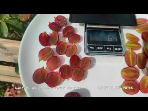 Виноград  Алиса  и  Щелкунчик