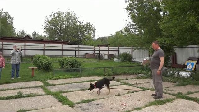 Как дрессировать собаку самостоятельно смотреть онлайн