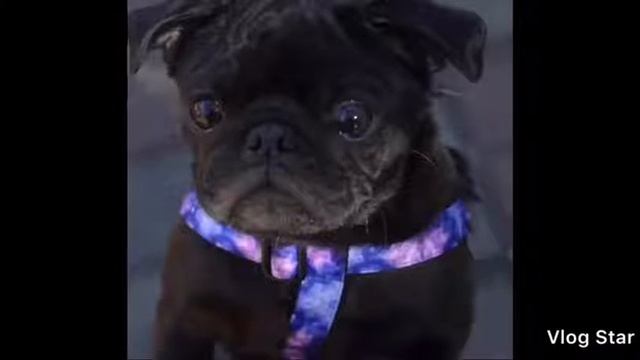 Супер милые собачки❤? картинки брала на Instagram страничке @mrsnoopythedog смотреть онлайн