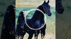 Muhammadbek Yahshiboev 🎸Ot haqida kushik🐎 Мухаммадбек Яхшибоев От хакида кушик.🎸