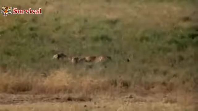 Most Amazing Wild Animal Attacks || lion & Giraffe ,Cheetah & Deer борьба диких животных смотреть онлайн