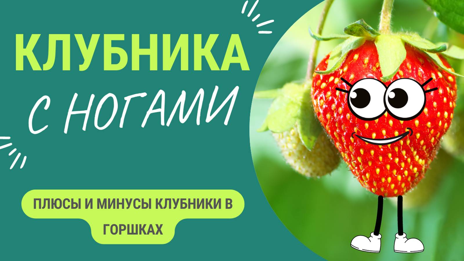 Плюсы и минусы выращивания клубники🍓 в горшках смотреть онлайн