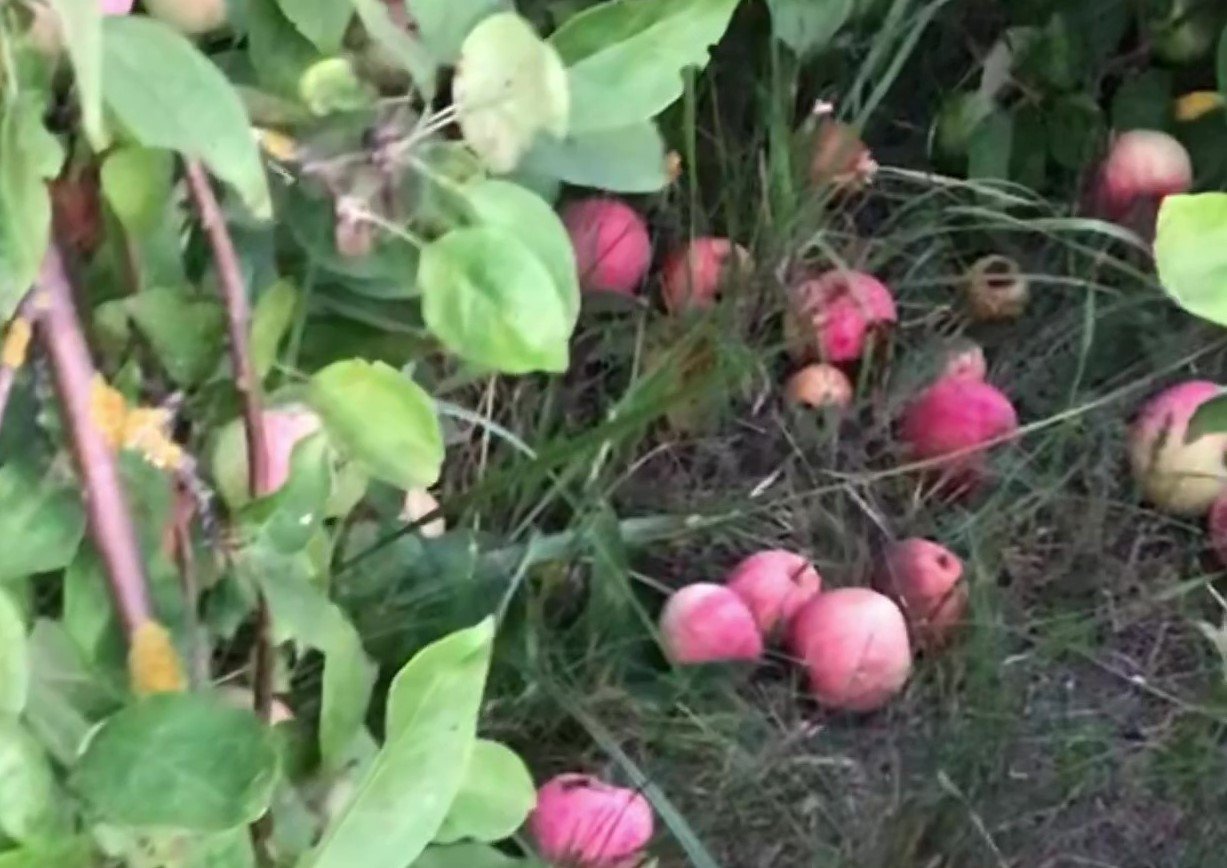 Максимально отжать опавшие яблоки