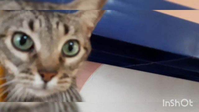 У меня есть дома кот 🐱 😀I❤cats смотреть онлайн