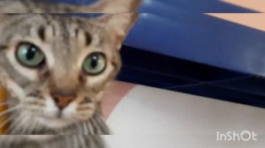 У меня есть дома кот 🐱 😀I❤cats