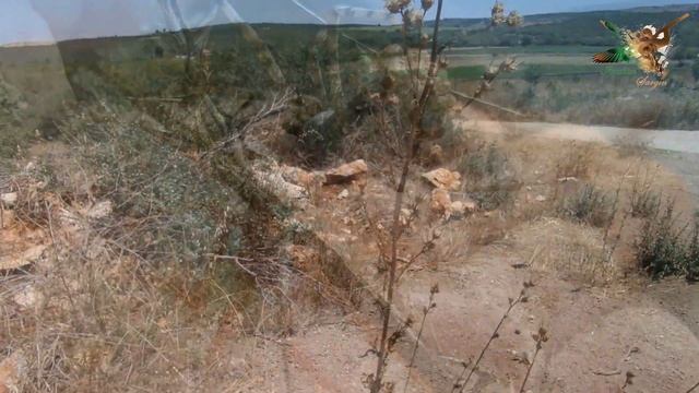 İri, gri Zehirli Örümcek Argiope Lobata смотреть онлайн