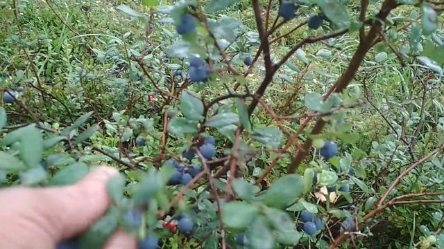 VID_20230812_113726.mp4 смотреть онлайн