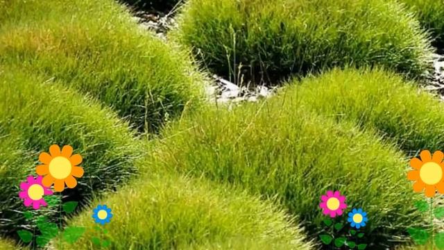 Овсяница гаутера. Краткий обзор: Овсяница гаутера описание характеристик, где купить саженцы смотреть онлайн