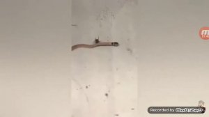 тарантул против ящерицы,змей,сколопендры.