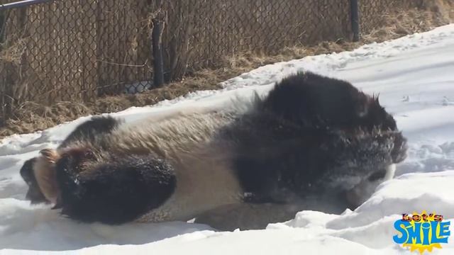 Веселые панды радуются первому снегу! / panda rejoices to snow / cool! смотреть онлайн