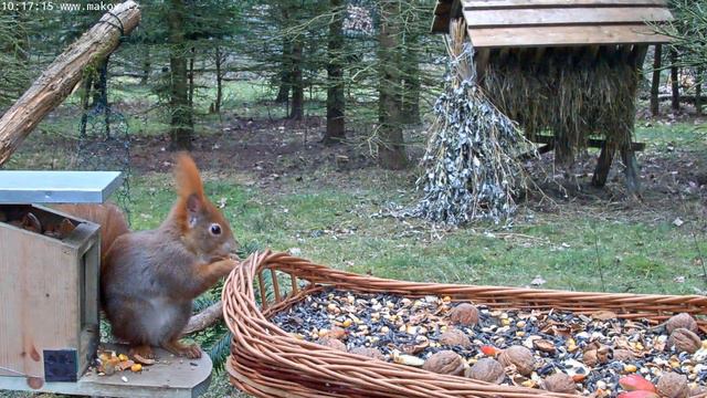 Рыжая белка: Прячем орехи и возвращаемся за хорошими 2020 01 16 смотреть онлайн