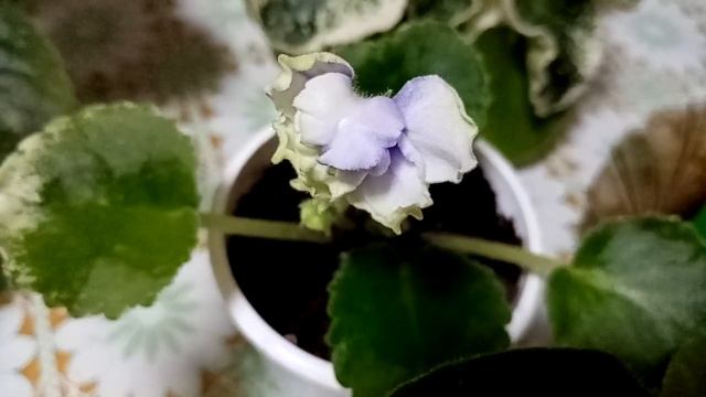 Комнатные растения. Фиалки. смотреть онлайн