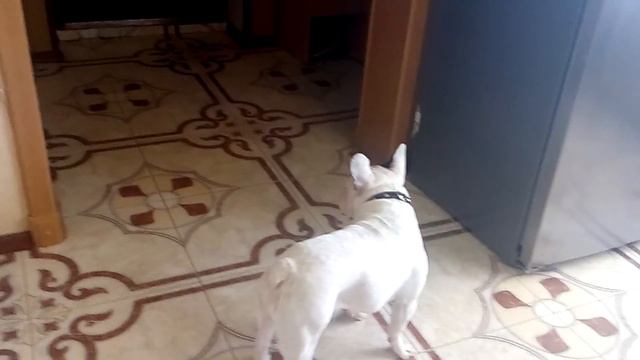 Моя собака смотреть онлайн