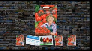 Египетская сила и Семёновна новые сорта томата и перца вывели сибирские учёные