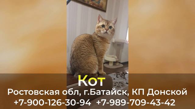Пропал кот! Ростовская обл, г. Батайск КП Донской смотреть онлайн