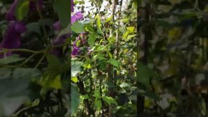 Клематис сорта «Мефистофель»