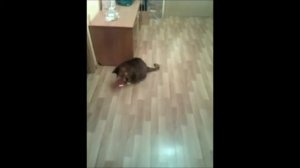 Зарядка для толстых котов