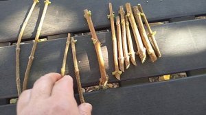 Черенкование метельчатой гортензии осенью.