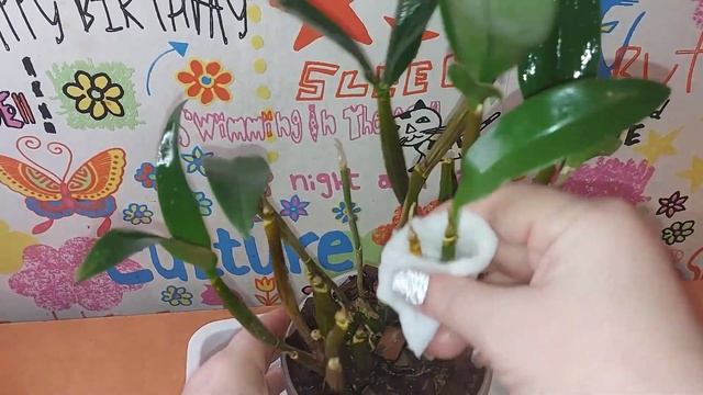 Дендробиум . Обработка от муснистого червеца. смотреть онлайн