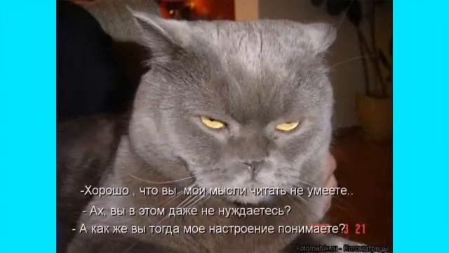 ЕЖКИН КОТ смотреть онлайн