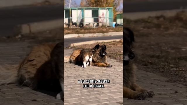 Породы собак, которые ладят с кошками #кот #собака #кошка смотреть онлайн