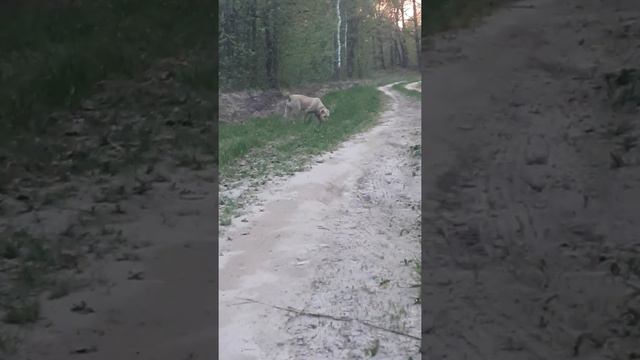 вечерняя прогулка. Что еще снять по ней пишите) смотреть онлайн