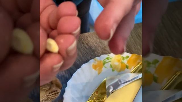 Как дать кошке таблетку смотреть онлайн