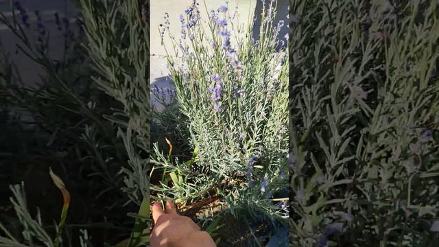 Осіння стрижка лаванди та підготовка її до зими смотреть онлайн