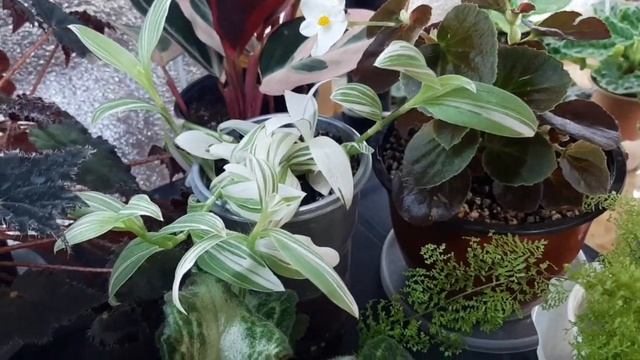 Комнатные цветы._МОЯ ОРАНЖЕРЕЯ_ \ 1 часть смотреть онлайн