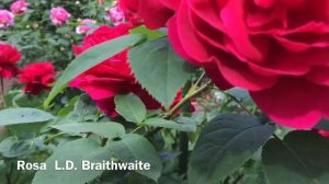PОЗА L.D. BRAITHWAITE ,,,роза Остина LDBraithwaite.