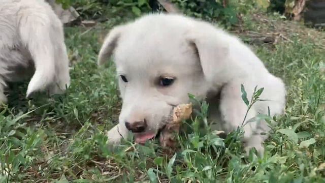 Пугливому щенку дали косточку смотреть онлайн