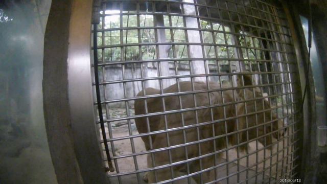 Паттайя май 2018 Кхао Кхео зоопарк 10 часть смотреть онлайн