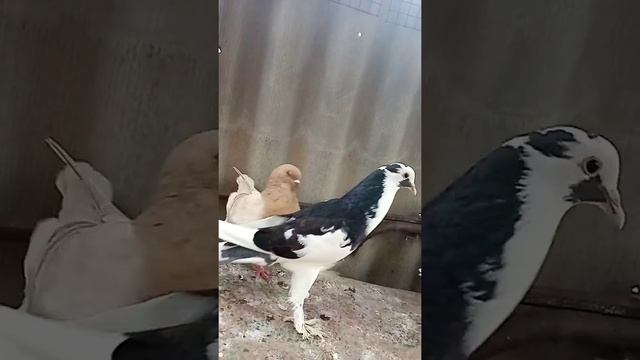 Разновидность голубей! ? ?️ ДЕКОРАЦИЯ ?️ смотреть онлайн